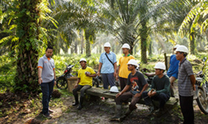 Explore comparisons carried out on palm oil sustainability standards below